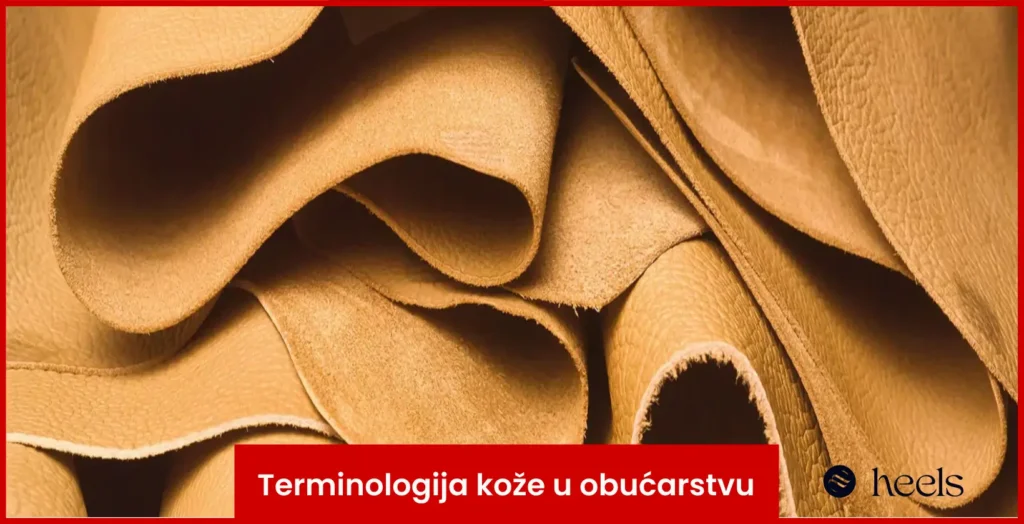 Terminologija kože
